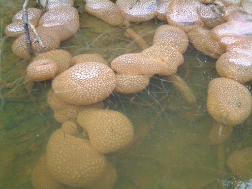 fig.02 亀山湖のオオマリコケムシ
ブルーギル幼魚が近くに群れています