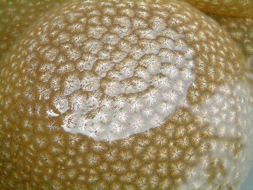 fig.03 亀山湖のオオマリコケムシ