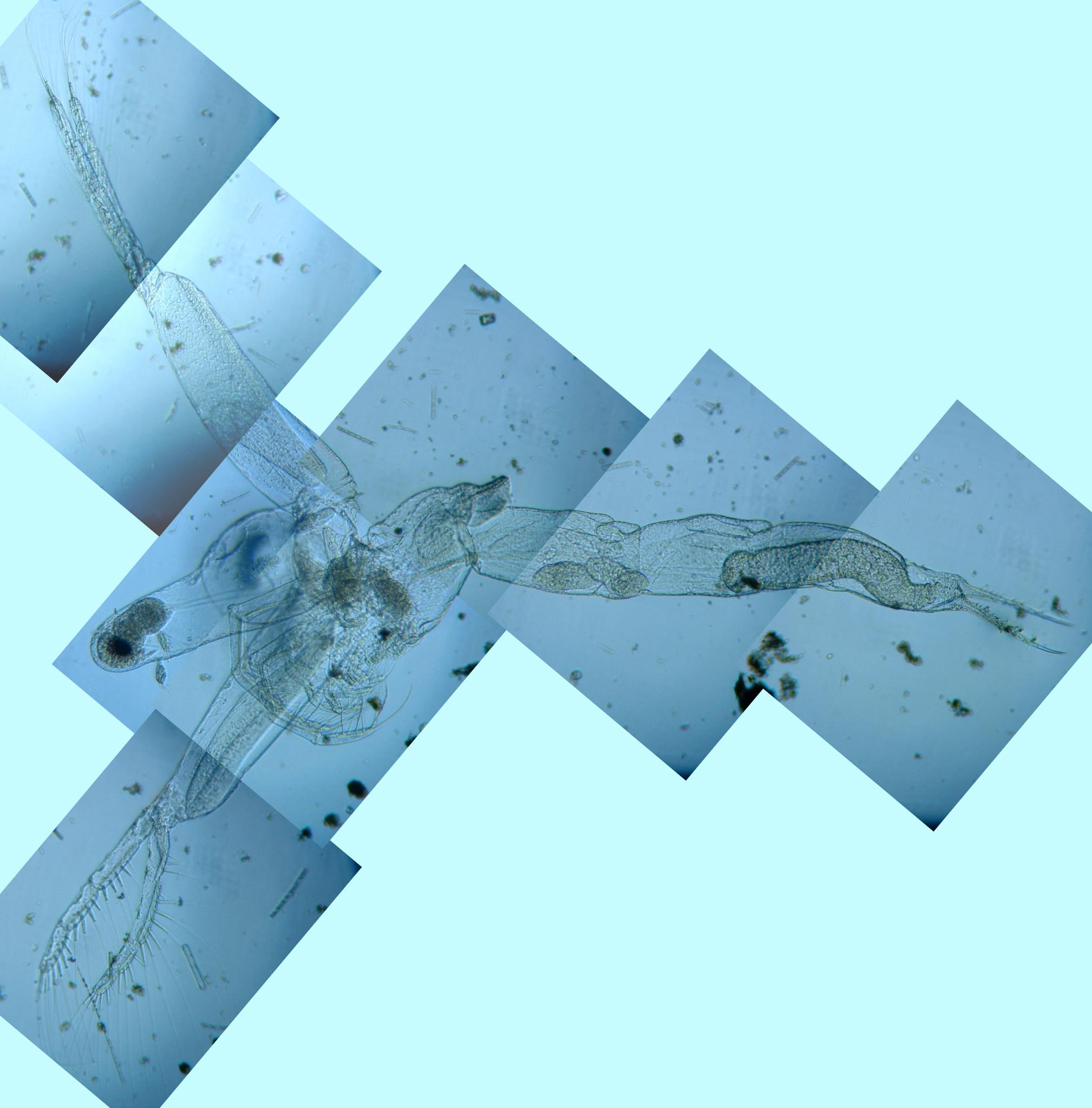 fig.02 ṽmÊP
Leptodora kindtii