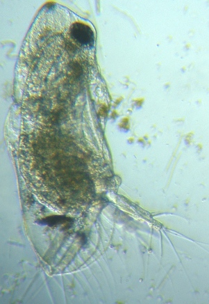 fig.01 ṽIiK~WRiIXj
Diaphanosoma (male )