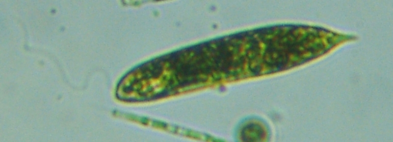fig.02 ṽ~hV
Euglena