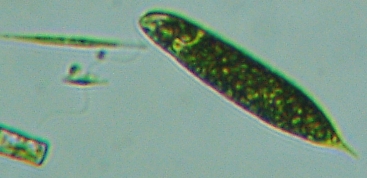 fig.03 ṽ~hV
Euglena