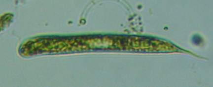fig.04 ṽ~hV
Euglena