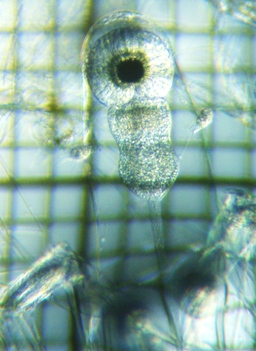 fig.01 TR΂̃miXj
Leptodora kindtii (female  head)