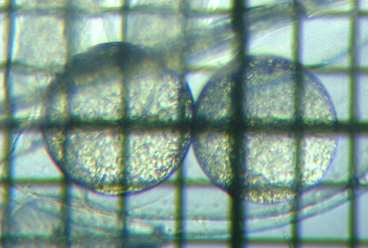 fig.03 X̒iėj
Leptodora kindtii (her egg)