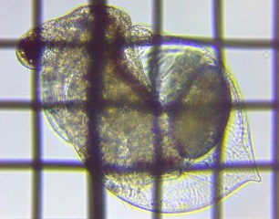 fig.03 qlR[~WRiR́j
Ceriodaphnia pulchella