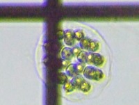 fig.20 コエロスファエリウム