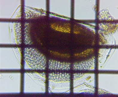 fig.05 ϋv
Ceriodaphnia pulchella