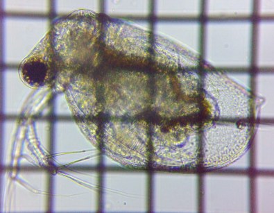 fig.06 qlR[~WR
Ceriodaphnia pulchella