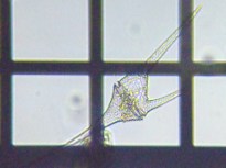 fig.12 ツノオビムシ