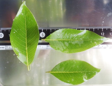 fig.06 クヌギの葉