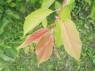 fig.07 ソメイヨシノの葉