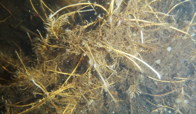 fig.09 クヌギの水中根（水中撮影）