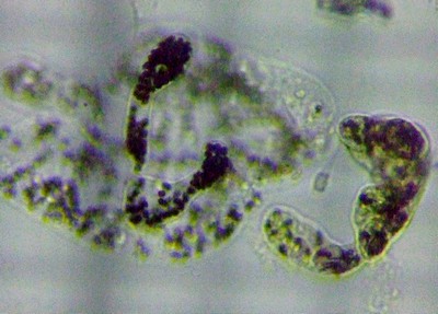 fig.01 ~NLXeBXx[[xM[ Microcystis Wesenbergii
