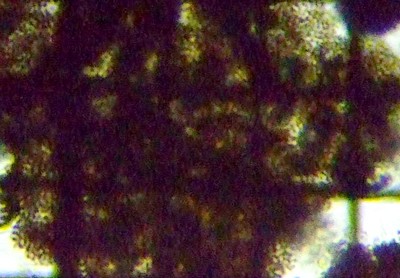 fig.03 ~NLXeBXCN`Iu[x Microcystis Ichthyoblabe